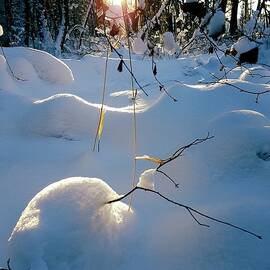 Winter by Thomas Nay