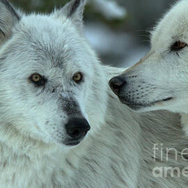 Wolf Secrets by Adam Jewell