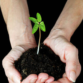 Woman's hands holding seedling by Sami Sarkis Photography