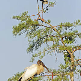 Wood Stork at Sunset by Natural Focal Point Photography