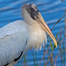 Wood Stork in Florida by Natural Focal Point Photography