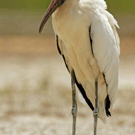 Wood Stork Portrait by Natural Focal Point Photography