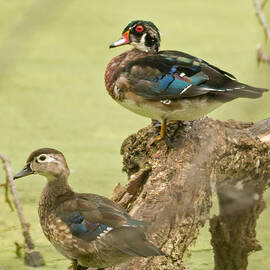 Woodduck Going Into Fall by Natural Focal Point Photography