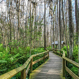 Wooden Deck in the Everglades, Florida by Miroslav Liska