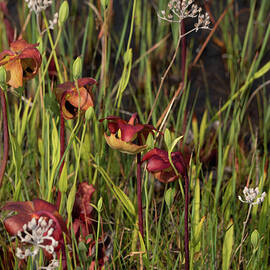 Woodlands NJ-Webb-Mills-Bog by Louis Dallara