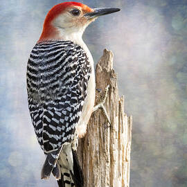 Woody Climbing Pastel Bokeh by Bill and Linda Tiepelman