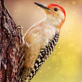 Woody In Morning Light by Bill and Linda Tiepelman