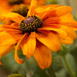 Yellow And Orange Petals by Mary Jo Allen
