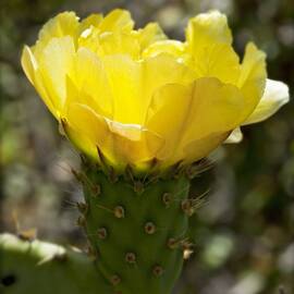 Yellow Blossom by Kelley King