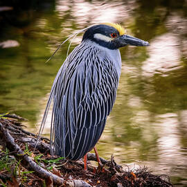 Yellow-crowned Night-Heron by Steven Sparks