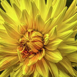 Yellow Dahlia by Dale Kauzlaric