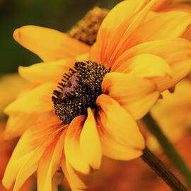 Yellow Dark by Mary Jo Allen