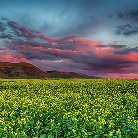 Yellow Fields Forever by Beth Sargent