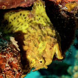 Yellow Frog Fish by Jean Noren