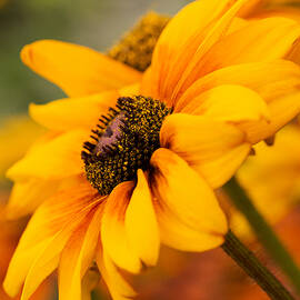 Yellow by Mary Jo Allen