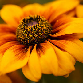 Yellow Petals by Mary Jo Allen
