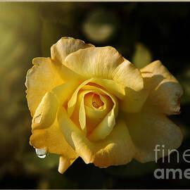 Yellow Rose in Bloom by Stefano Senise