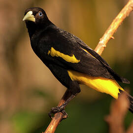 yellow-rumped cacique by Flees Photos