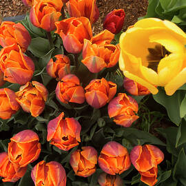 Yellow Tulip Supervisor by Jean Noren