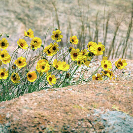 Yellow Wildflowers on the Rocks by Debra Martz