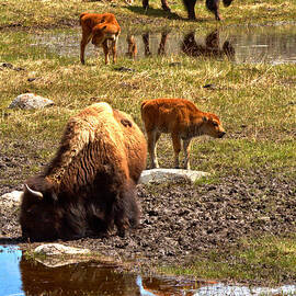 Yellowstone Bison Reflections by Adam Jewell