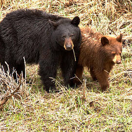 Yellowstone Black Bears In The Brush 2018 by Adam Jewell