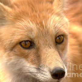 Yellowstone Red Fox Face by Adam Jewell