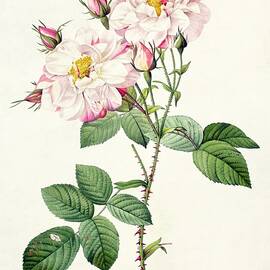 York and Lancaster Rose by Pierre Joseph Redoute