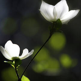 Yosemite Dogwoods 2 by Larry Marshall