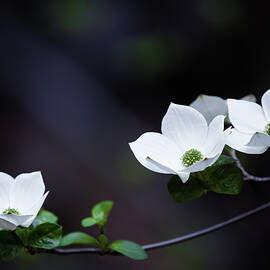 Yosemite Dogwoods by Larry Marshall