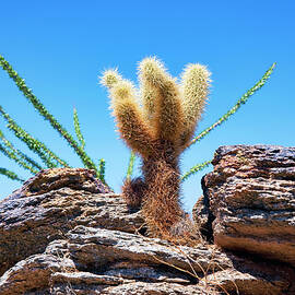 Young Teddy Bear Cholla by Kelley King