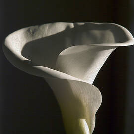 Zantedeschia by Joe Schofield