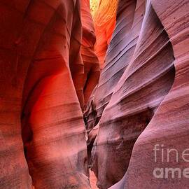 Zebra Slot Pastels by Adam Jewell