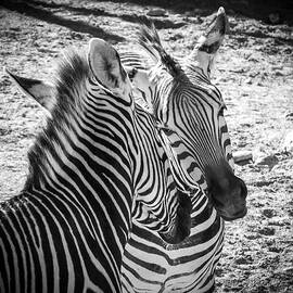 Zebras by Mary Lee Dereske