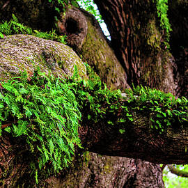 Angel Oak Tree Branches by Louis Dallara