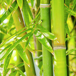 Bamboo Forest by Chinaface