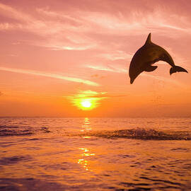 Bottlenose Dolphin Tursiops Truncatus by Rene Frederick