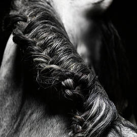 Braided Mane Of Grey Horse by Henrik Sorensen
