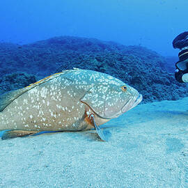 Brown Grouper by Roberto Rinaldi