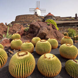 Cactus Garden by Pietro Canali