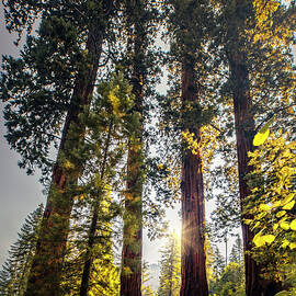 California, Sequoia National Park, Sequoia Trees by Claudia Uripos