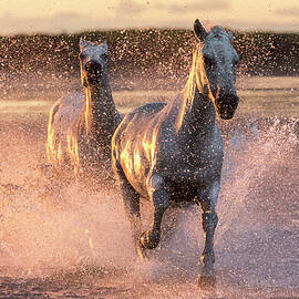 Camargue Horses by Beniamino Pisati