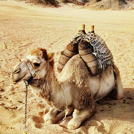 Camel in Sahara Desert, Egypt by Jelena Jovanovic