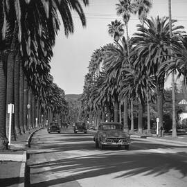 Cannon Drive by Slim Aarons