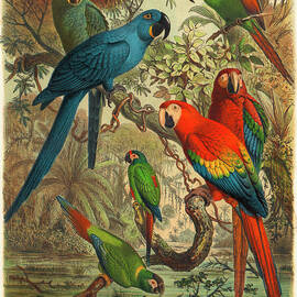Paradise Parrots II #2 Metal Poster by George Edwards - Metal Posters