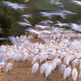 Cattle Egrets by Ugo Mellone
