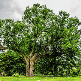 Centennial Oak, Salem Oak Tree by Louis Dallara