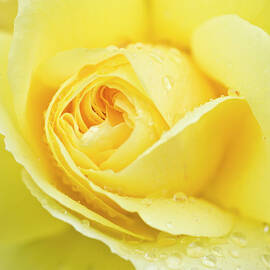 Close-up Of A Yellow Rose  Rosa Sp by Mike Hill