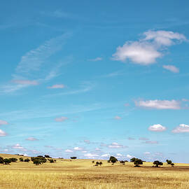 Cork Oaks Near Evora, Alentejo, Portugal by Sabine Lubenow