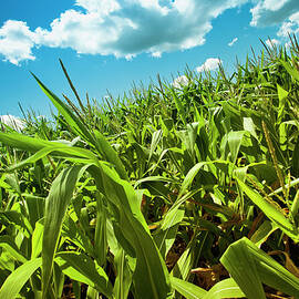 Corn Field Under The Summer Sun by Pgiam